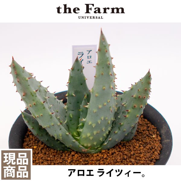 アロエ ライツィーの通信販売・ネットショップ｜観葉植物・多肉植物 