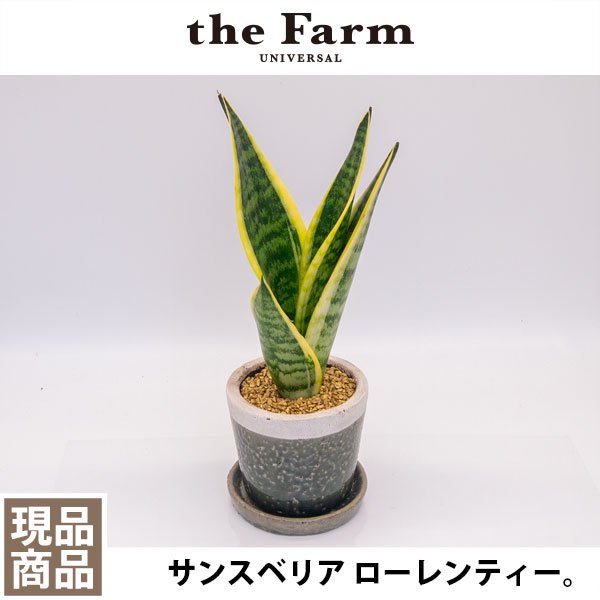 サンスベリア ローレンティーの通信販売・ネットショップ｜観葉植物・多肉植物、塊根植物の通販・ネットショップの『the Farm UNIVERSAL  ONLINE STORE』