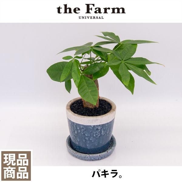 パキラの通信販売 ネットショップ 観葉植物 多肉植物 塊根植物の通販 ネットショップの The Farm Universal Online Store