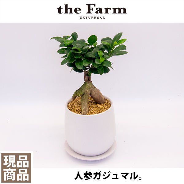 人参ガジュマルの通信販売・ネットショップ｜観葉植物・多肉植物、塊根