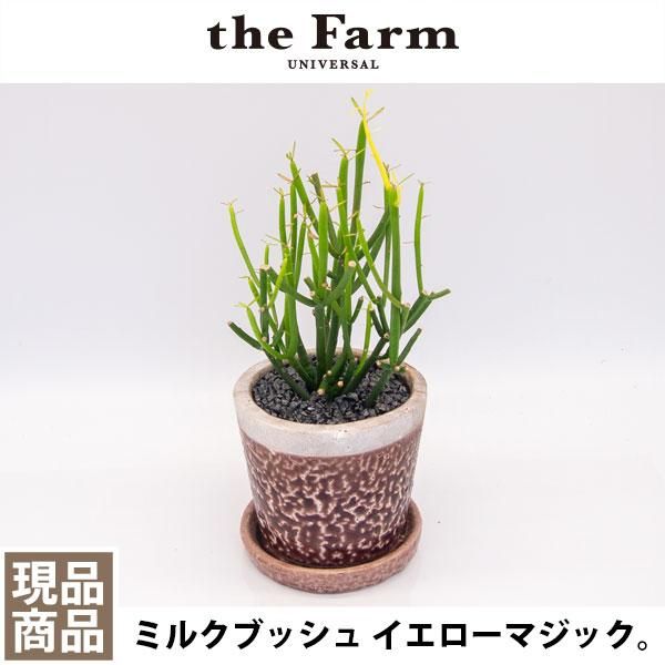 ユーフォルビア ミルクブッシュ イエローマジックの通信販売 ネットショップ 観葉植物 多肉植物 塊根植物の通販 ネットショップの The Farm Universal Online Store