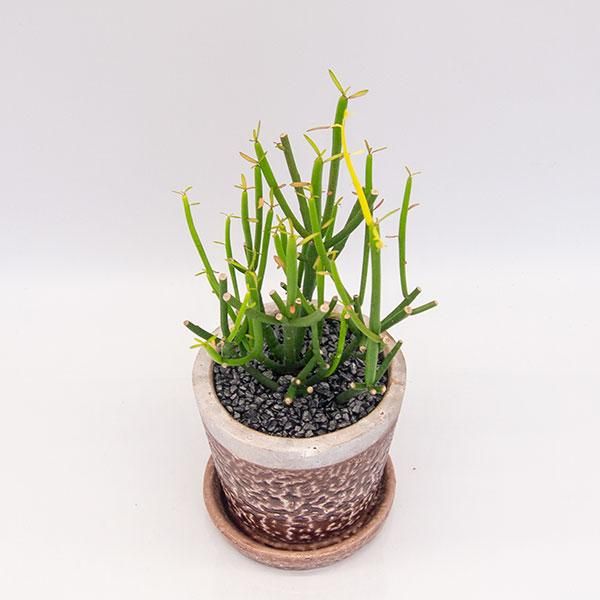 ユーフォルビア ミルクブッシュ イエローマジックの通信販売 ネットショップ 観葉植物 多肉植物 塊根植物の通販 ネットショップの The Farm Universal Online Store ユーフォルビア ミルクブッシュ イエローマジックの通信販売 ネットショップ 観葉植物 多肉植物 塊根植物の通販 ネットショップの The Farm Universal Online Store