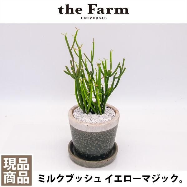 ユーフォルビア ミルクブッシュ イエローマジックの通信販売 ネットショップ 観葉植物 多肉植物 塊根植物の通販 ネットショップの The Farm Universal Online Store