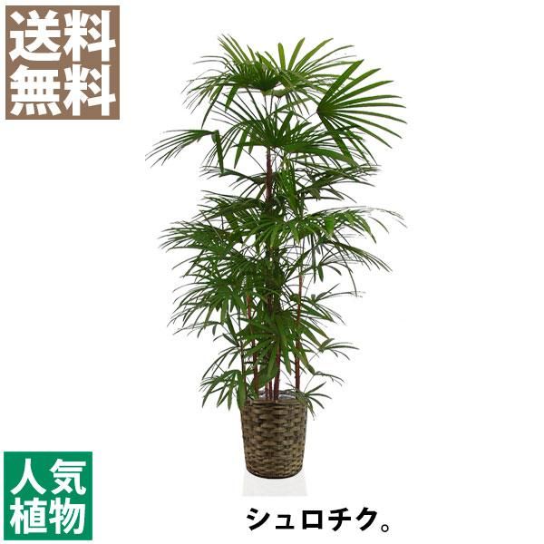 観葉植物 シュロチク 花言葉