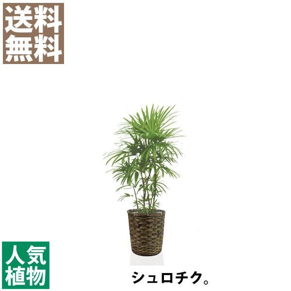 心に強く訴えるシュロチク 花言葉 すべての美しい花の画像 心に強く訴えるシュロチク 花言葉 すべての美しい花の画像