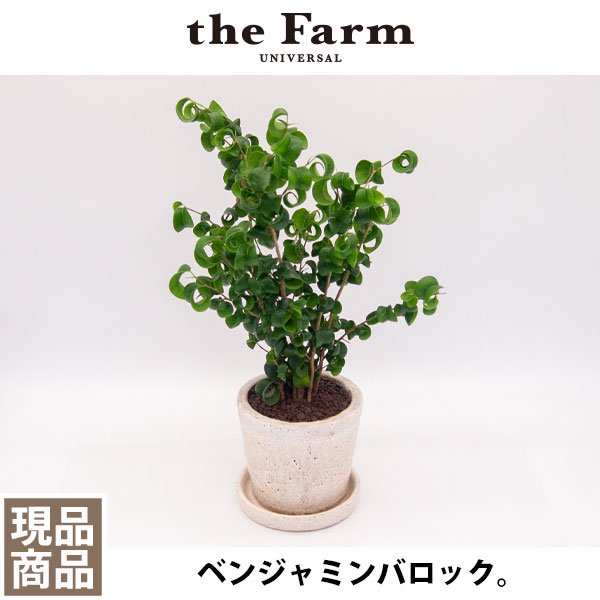 ベンジャミン バロックの通信販売・ネットショップ｜観葉植物・多肉