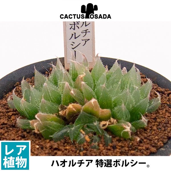 ハオルチア 特選ボルシーの通信販売・ネットショップ｜観葉植物・多肉植物、塊根植物の通販・ネットショップの『the Farm UNIVERSAL  ONLINE STORE』