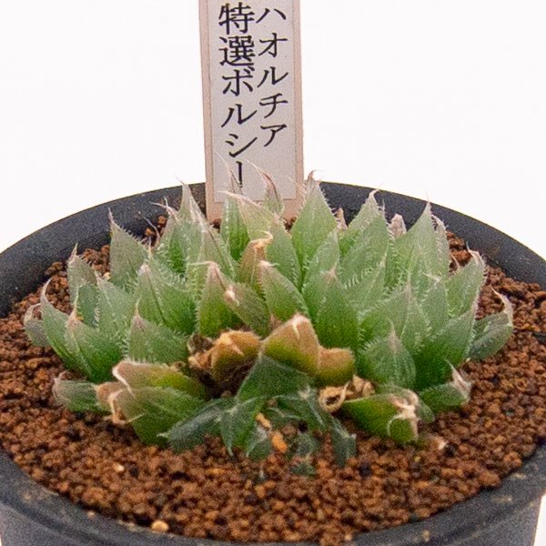 ハオルチア 特選ボルシーの通信販売・ネットショップ｜観葉植物・多肉植物、塊根植物の通販・ネットショップの『the Farm UNIVERSAL  ONLINE STORE』