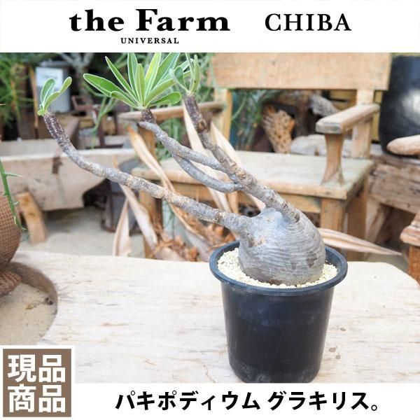 パキポディウム グラキリスの通信販売 ネットショップ 観葉植物 多肉植物 塊根植物の通販 ネットショップの The Farm Universal Online Store