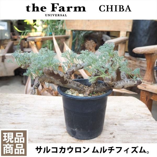 サルコカウロン ムルチフィズムの通信販売・ネットショップ｜観葉植物