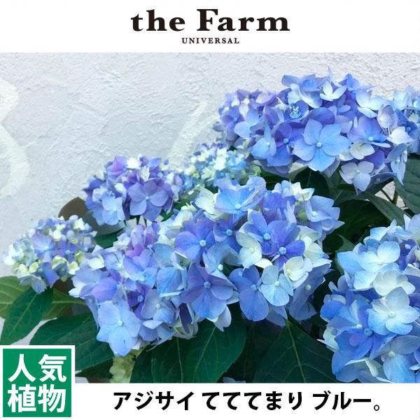 てててまり ブルー 6号の通信販売 ネットショップ 観葉植物 多肉植物 塊根植物の通販 ネットショップの The Farm Universal Online Store