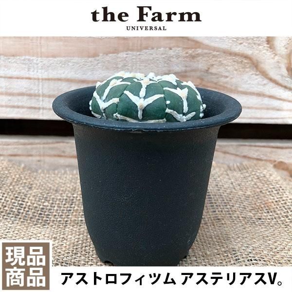 アストロフィツム アステリアスvの通信販売 ネットショップ 観葉植物 多肉植物 塊根植物の通販 ネットショップの The Farm Universal Online Store アストロフィツム アステリアスvの通信販売 ネットショップ 観葉植物 多肉植物 塊根植物の通販 ネットショップの The Farm Universal Online Store