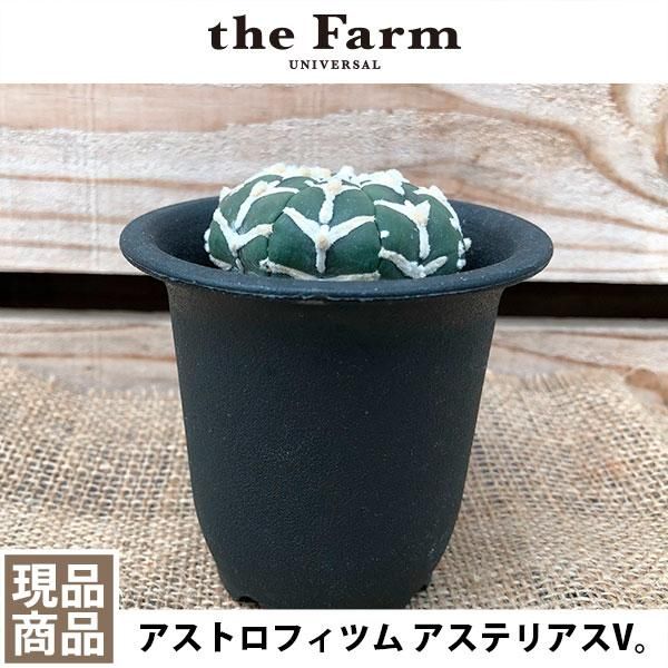 アストロフィツム アステリアスvの通信販売 ネットショップ 観葉植物 多肉植物 塊根植物の通販 ネットショップの The Farm Universal Online Store