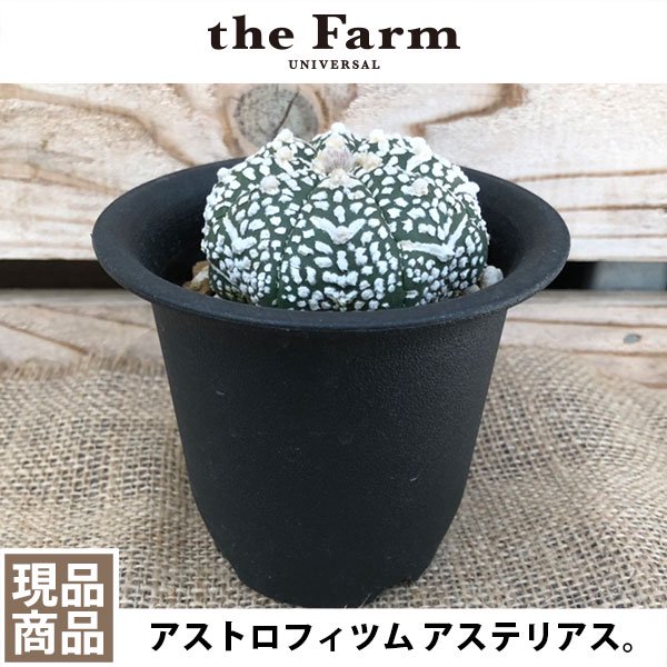 アストロフィツム アステリアスVの通信販売・ネットショップ｜観葉植物・多肉植物、塊根植物の通販・ネットショップの『the Farm UNIVERSAL  ONLINE STORE』