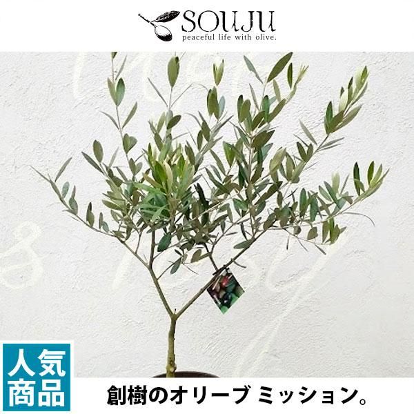 創樹のオリーブ ミッションの通信販売 ネットショップ 観葉植物 多肉植物 塊根植物の通販 ネットショップの The Farm Universal Online Store