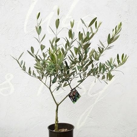 創樹のオリーブ ミッションの通信販売・ネットショップ｜観葉植物