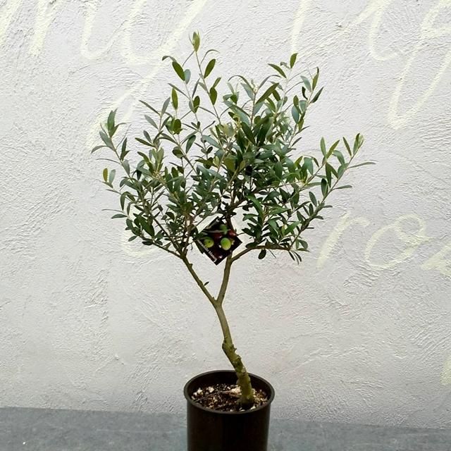 創樹のオリーブ ミッションの通信販売 ネットショップ 観葉植物 多肉植物 塊根植物の通販 ネットショップの The Farm Universal Online Store 創樹のオリーブ ミッションの通信販売 ネットショップ 観葉植物 多肉植物 塊根植物の通販 ネットショップの The Farm Universal Online Store