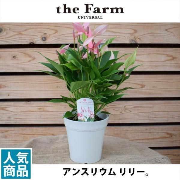 アンスリウム リリーの通信販売 ネットショップ 観葉植物 多肉植物 塊根植物の通販 ネットショップの The Farm Universal Online Store