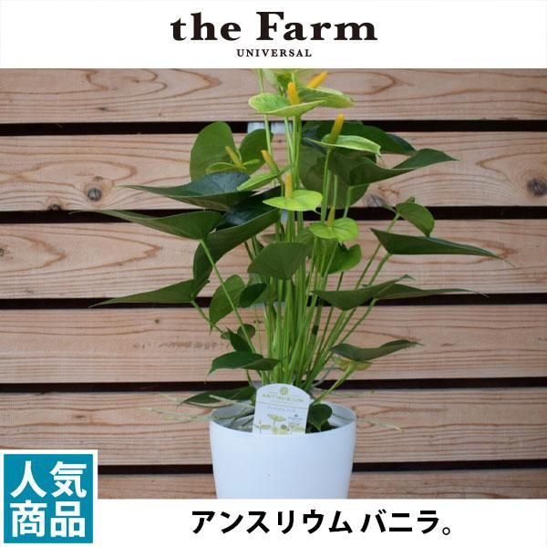 アンスリウム バニラの通信販売 ネットショップ 観葉植物 多肉植物 塊根植物の通販 ネットショップの The Farm Universal Online Store