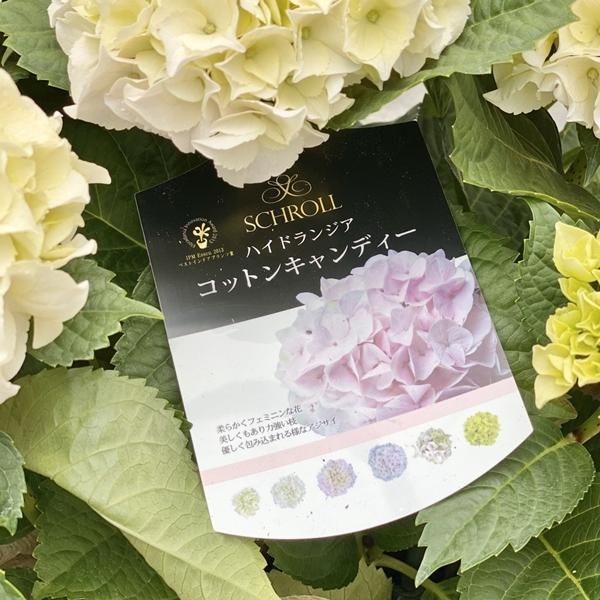 アジサイ コットンキャンディー の通信販売 ネットショップ 観葉植物 多肉植物 塊根植物の通販 ネットショップの The Farm Universal Online Store アジサイ コットンキャンディー の通信販売 ネットショップ 観葉植物 多肉植物 塊根植物の通販 ネットショップの The Farm Universal Online Store