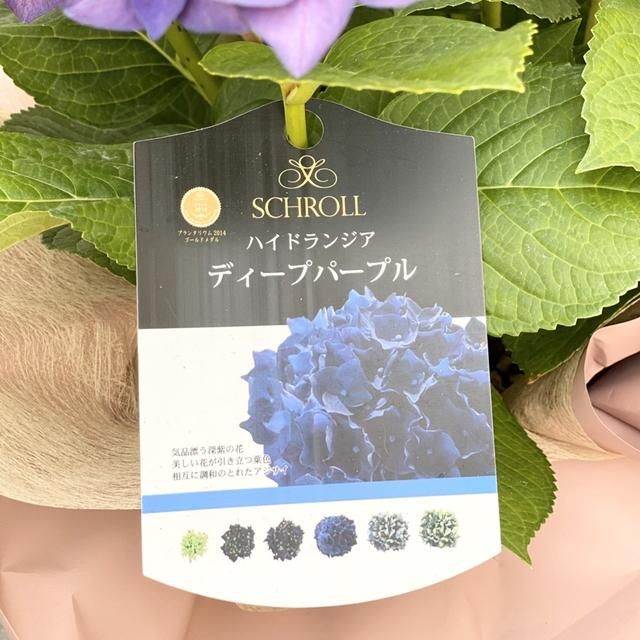 アジサイ ディープパープル の通信販売 ネットショップ 観葉植物 多肉植物 塊根植物の通販 ネットショップの The Farm Universal Online Store アジサイ ディープパープル の通信販売 ネットショップ 観葉植物 多肉植物 塊根植物の通販 ネットショップの The Farm Universal Online Store
