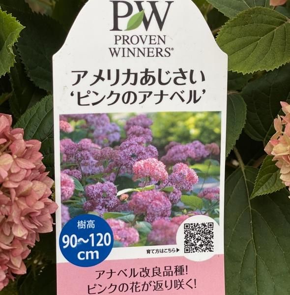 アジサイ ピンクアナベルの通信販売 ネットショップ 観葉植物 多肉植物 塊根植物の通販 ネットショップの The Farm Universal Online Store