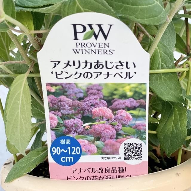 アジサイ ピンクアナベルの通信販売 ネットショップ 観葉植物 多肉植物 塊根植物の通販 ネットショップの The Farm Universal Online Store