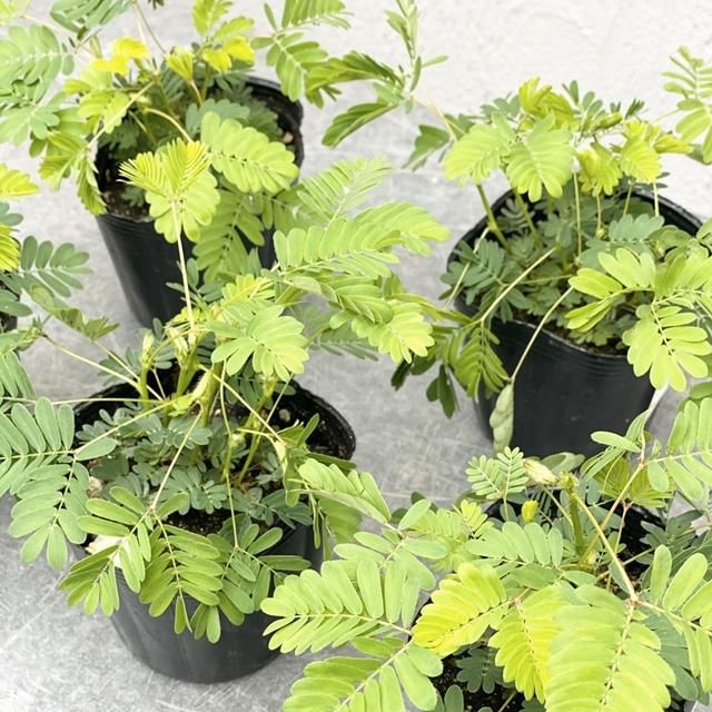 オジギソウ の通信販売 ネットショップ 観葉植物 多肉植物 塊根植物の通販 ネットショップの The Farm Universal Online Store