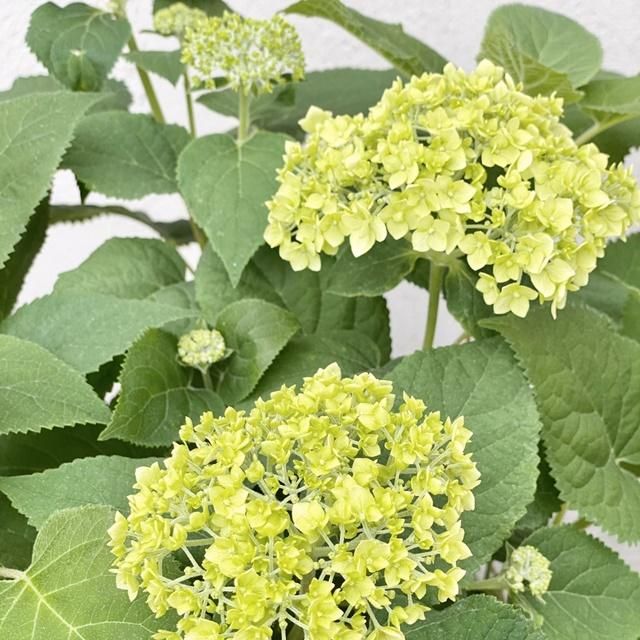 アジサイ アナベルの通信販売 ネットショップ 観葉植物 多肉植物 塊根植物の通販 ネットショップの The Farm Universal Online Store アジサイ アナベルの通信販売 ネットショップ 観葉植物 多肉植物 塊根植物の通販 ネットショップの The Farm Universal Online Store