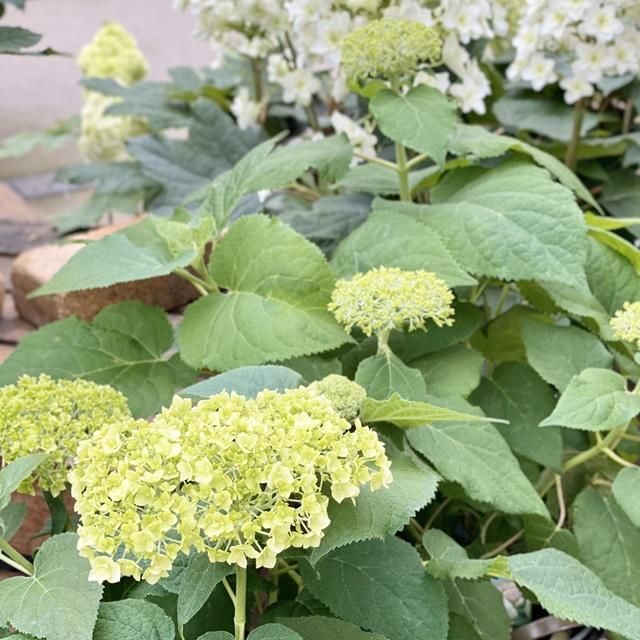 アジサイ アナベルの通信販売 ネットショップ 観葉植物 多肉植物 塊根植物の通販 ネットショップの The Farm Universal Online Store