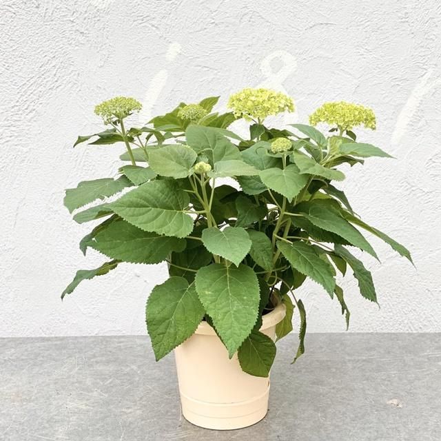 アジサイ アナベルの通信販売 ネットショップ 観葉植物 多肉植物 塊根植物の通販 ネットショップの The Farm Universal Online Store アジサイ アナベルの通信販売 ネットショップ 観葉植物 多肉植物 塊根植物の通販 ネットショップの The Farm Universal Online Store