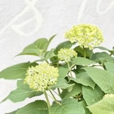 鉢花の通信販売 ネットショップ 観葉植物 多肉植物 塊根植物の通販 ネットショップの The Farm Universal Online Store