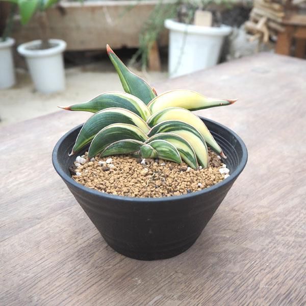 ＊Sansevieria Rorida＊サンスベリアロリダ＊斑入り＊