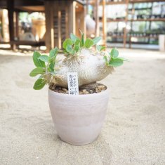 パキポディウムの通信販売・ネットショップ｜観葉植物・多肉植物、塊根植物の通販・ネットショップの『the Farm UNIVERSAL ONLINE  STORE』