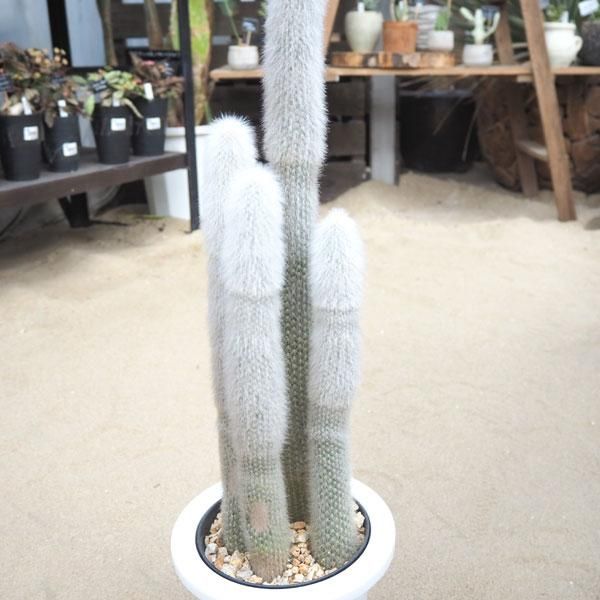 【現品】サボテン　吹雪柱（フブキチュウ）　8号　白鉢（1） 現品】サボテン 吹雪柱（フブキチュウ） 8号（1）