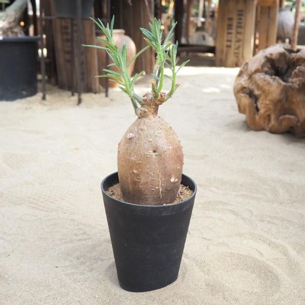 パキポディウム サキュレンタムの通信販売 ネットショップ 観葉植物 多肉植物 塊根植物の通販 ネットショップの The Farm Universal Online Store パキポディウム サキュレンタムの通信販売 ネットショップ 観葉植物 多肉植物 塊根植物の通販 ネットショップの The Farm Universal Online Store