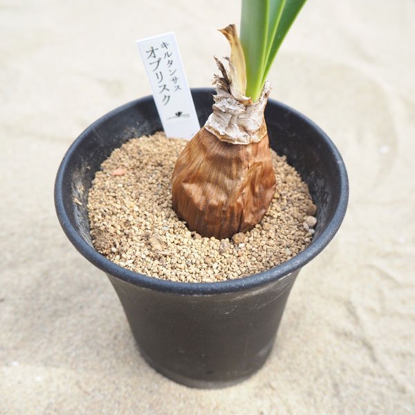 キルタンサス オブリクスの通信販売・ネットショップ｜観葉植物・多肉植物、塊根植物の通販・ネットショップの『the Farm UNIVERSAL  ONLINE STORE』