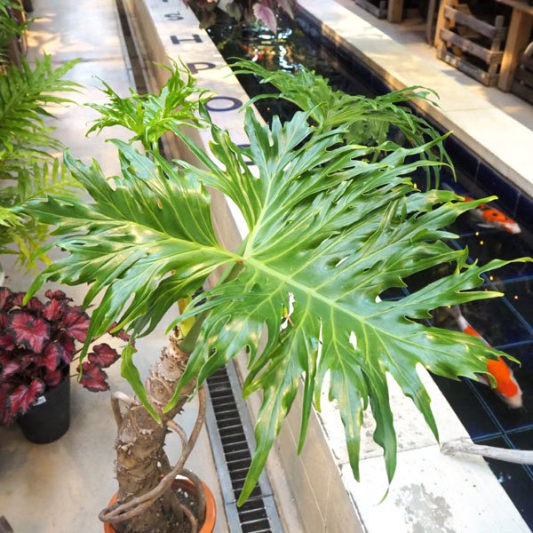 フィロデンドロン セロームの通信販売・ネットショップ｜観葉植物・多肉植物、塊根植物の通販・ネットショップの『the Farm UNIVERSAL  ONLINE STORE』