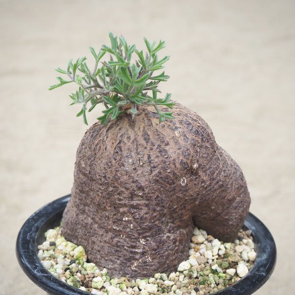 キフォステンマ モンタグナッキーの通信販売・ネットショップ｜観葉植物・多肉植物、塊根植物の通販・ネットショップの『the Farm UNIVERSAL  ONLINE STORE』