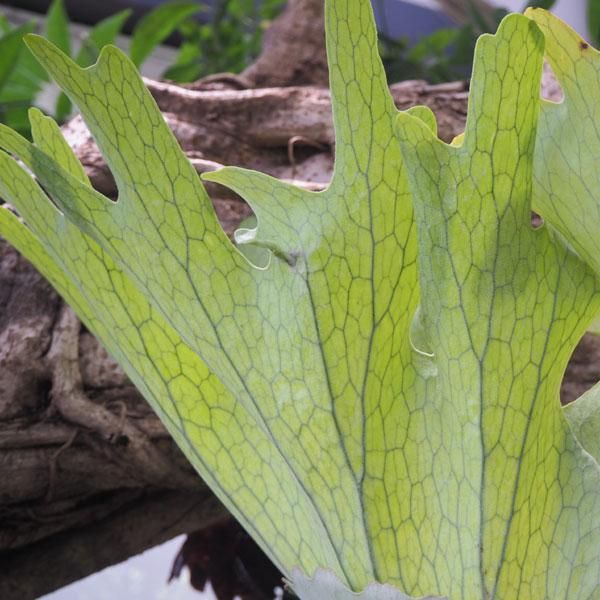 コウモリラン ホルタミーの通信販売 ネットショップ 観葉植物 多肉植物 塊根植物の通販 ネットショップの The Farm Universal Online Store コウモリラン ホルタミーの通信販売 ネットショップ 観葉植物 多肉植物 塊根植物の通販 ネットショップの The Farm Universal Online Store