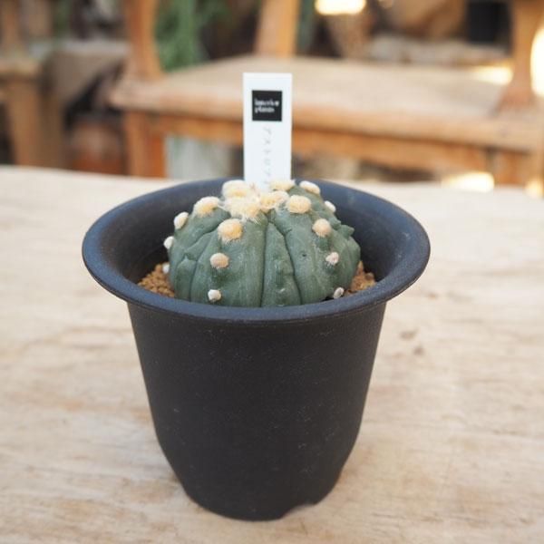 アストロフィツム 瑠璃兜の通信販売 ネットショップ 観葉植物 多肉植物 塊根植物の通販 ネットショップの The Farm Universal Online Store アストロフィツム 瑠璃兜の通信販売 ネットショップ 観葉植物 多肉植物 塊根植物の通販 ネットショップの The Farm Universal Online Store