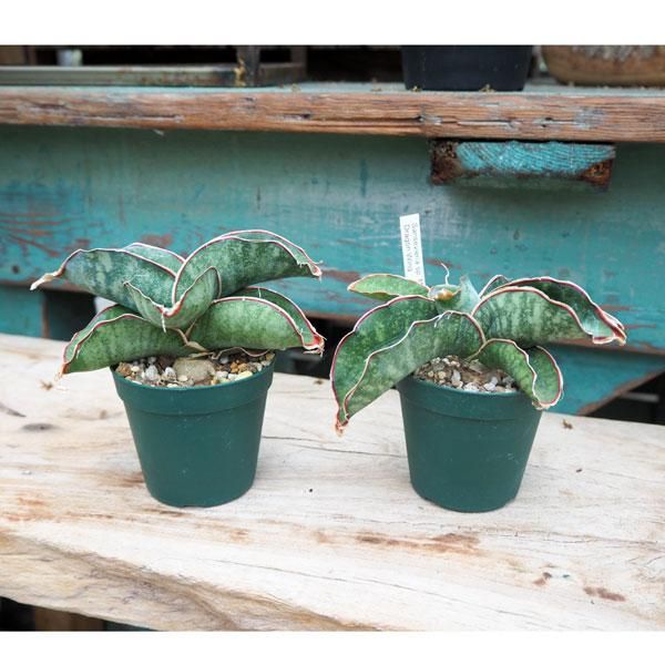サンスベリア ドラゴンウィングの通信販売 ネットショップ 観葉植物 多肉植物 塊根植物の通販 ネットショップの The Farm Universal Online Store サンスベリア ドラゴンウィングの通信販売 ネットショップ 観葉植物 多肉植物 塊根植物の通販 ネットショップの The Farm Universal Online Store
