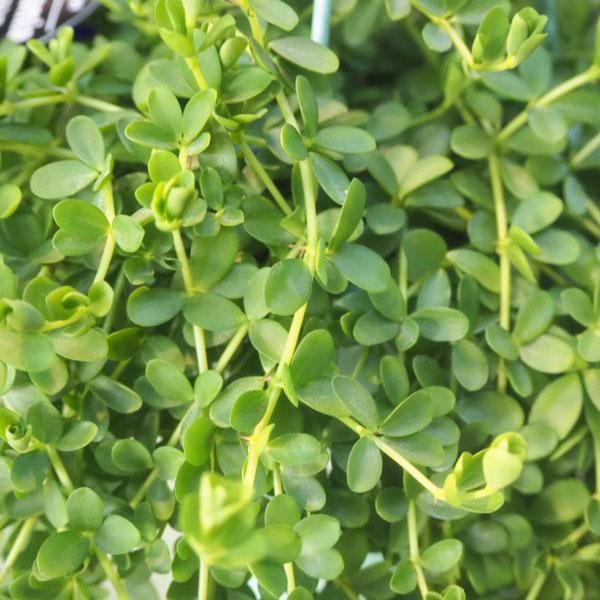 ペペロミア デピーナの通信販売 ネットショップ 観葉植物 多肉植物 塊根植物の通販 ネットショップの The Farm Universal Online Store