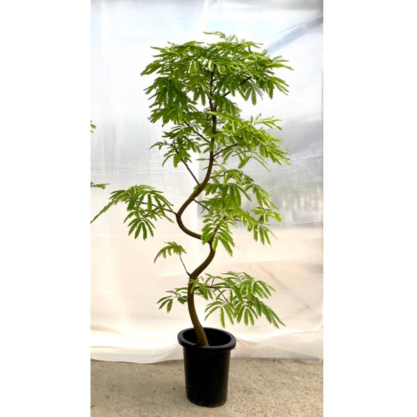 エバーフレッシュの通信販売・ネットショップ｜観葉植物・多肉植物 ...