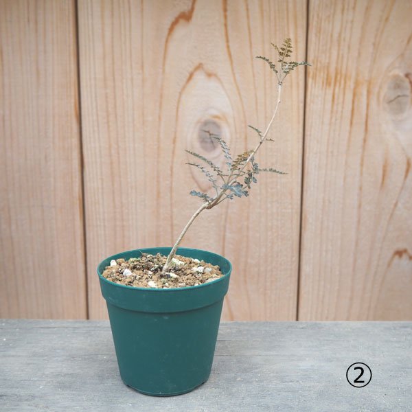 ボスウェリア ソコトラナ 実生 激レア 極美種 - 植物/観葉植物