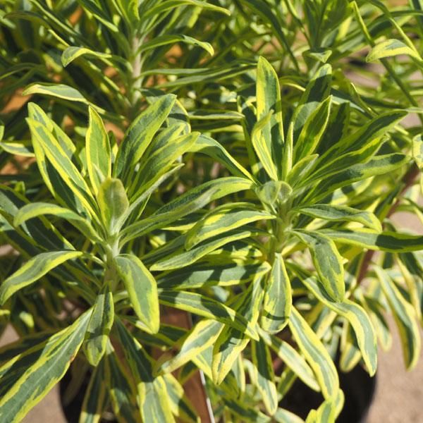 ユーフォルビア ゴールデンレインボーの通信販売 ネットショップ 観葉植物 多肉植物 塊根植物の通販 ネットショップの The Farm Universal Online Store ユーフォルビア ゴールデンレインボーの通信販売 ネットショップ 観葉植物 多肉植物 塊根植物の通販 ネットショップの The Farm Universal Online Store