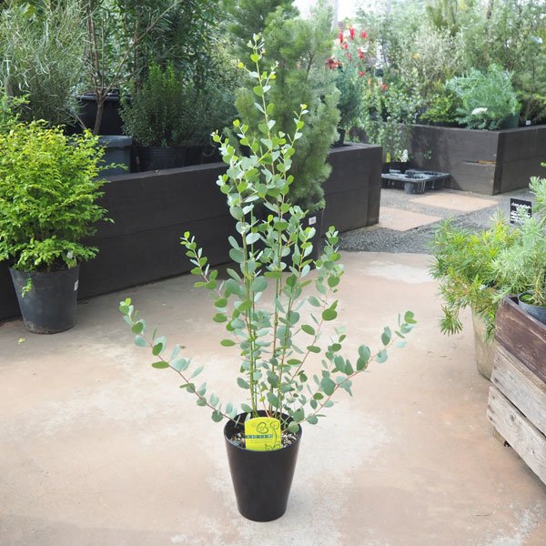 ユーカリ ウェブステリアナ ミニハート葉 5寸鉢ごと 苗 植物