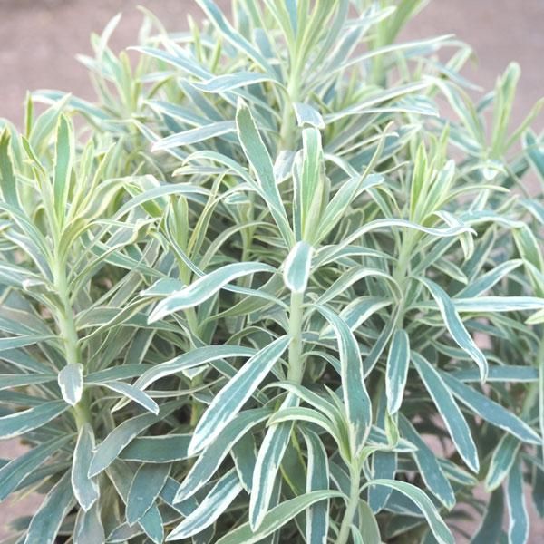 ユーフォルビア シルバースワンの通信販売 ネットショップ 観葉植物 多肉植物 塊根植物の通販 ネットショップの The Farm Universal Online Store ユーフォルビア シルバースワンの通信販売 ネットショップ 観葉植物 多肉植物 塊根植物の通販 ネットショップの The Farm Universal Online Store