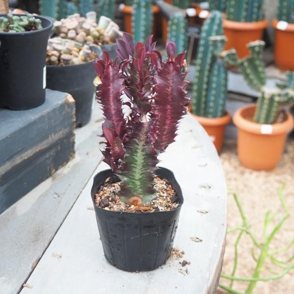 彩雲閣 多肉植物 - 植物/観葉植物