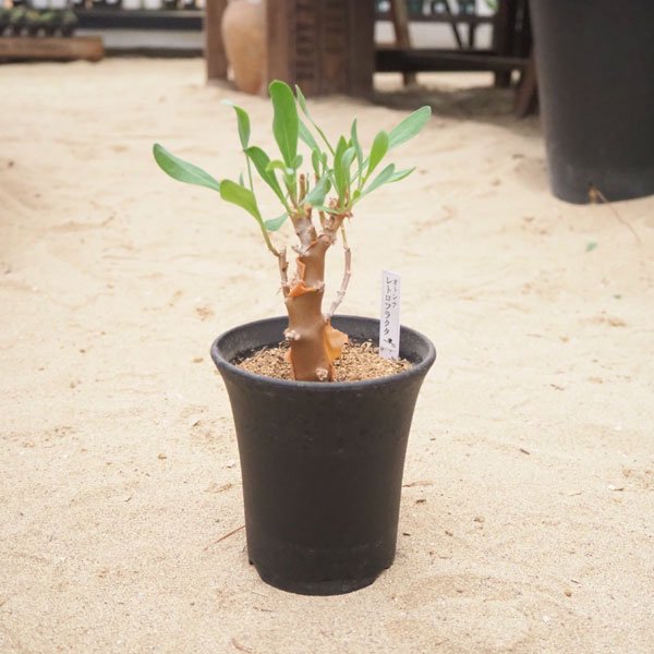 オトンナ レトロフラクタの通信販売・ネットショップ｜観葉植物 ...